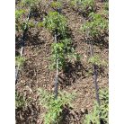 Talajtakaró vegyes mulcs 1m3 kiszerelésben-34%!